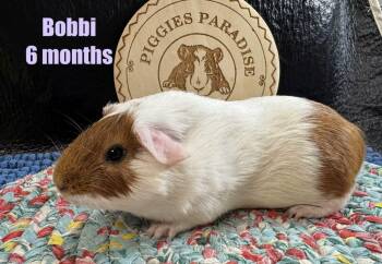 Rescue Short Haired Guinea Pigs for Adoption in Red Oak, Iowa - Bobbi | PetCurious